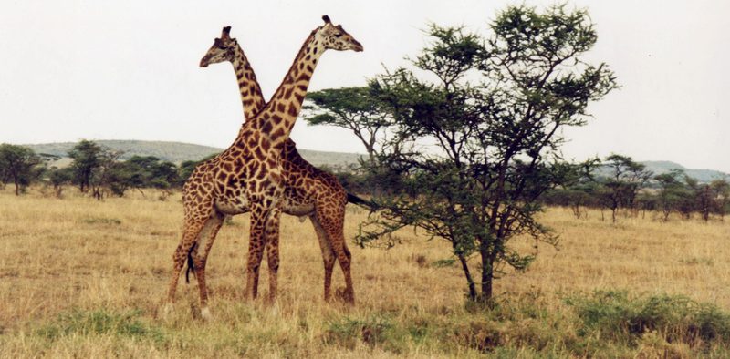 Giraffes spotted on safari