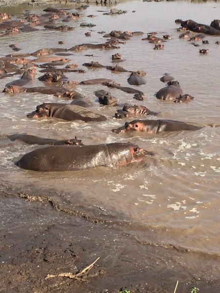 Hippos in Serengeti National Park