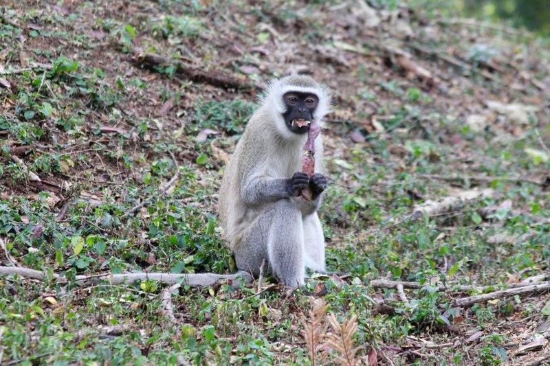 One of many velvet monkeys on MS-TCDC campus