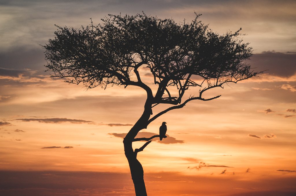 Bird on tree as the sun sets in the background