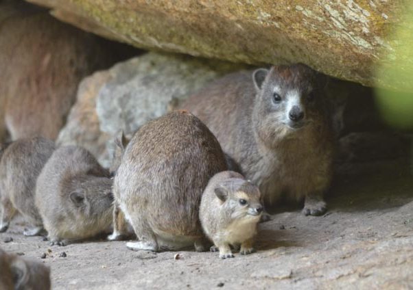 Hyrax and babies