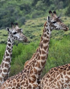 Giraffes in Tanzania savanna