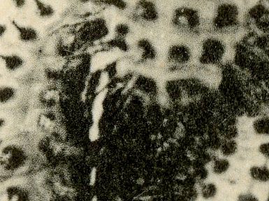 Pupating larvae of Chilocorus Similis Close-up