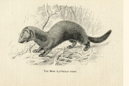 Drawing: The Mink, 1888
