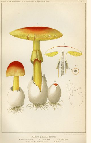 Amanita Caesarea, Scopoli: Illustration of an edible mushroom