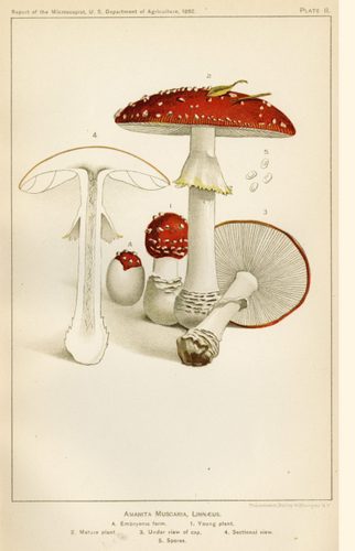 Amanita Muscaria, Linnaeus: Illustration of a poisonous mushroom