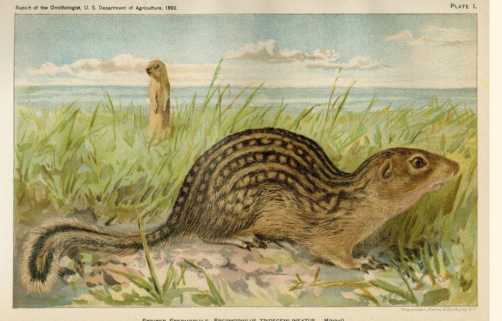 Striped Spermophile Illustration