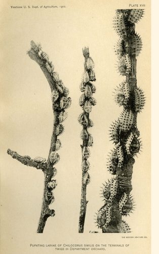 Pupating Larvae of the Chilocorus Similis illustration