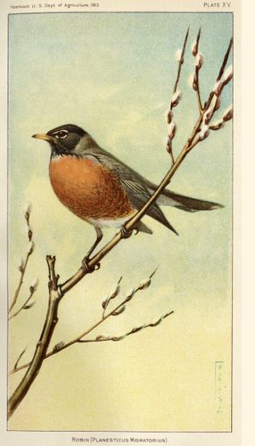 Robin Illustration