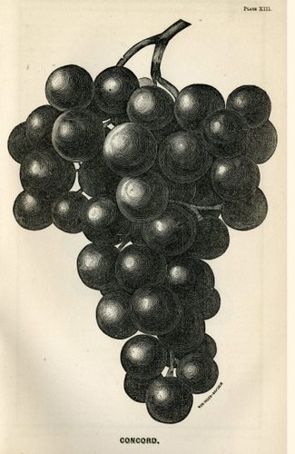 Illustration of Concord Grapes