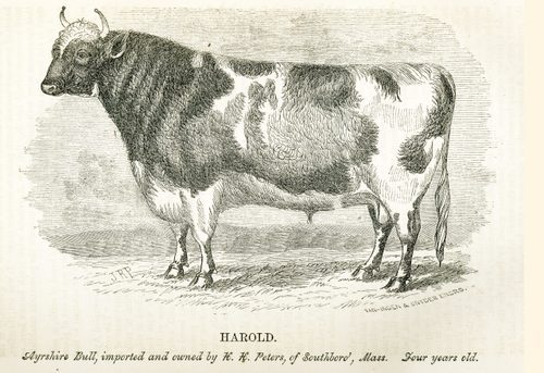 Illustration of Harold, an Ayrshire Bull