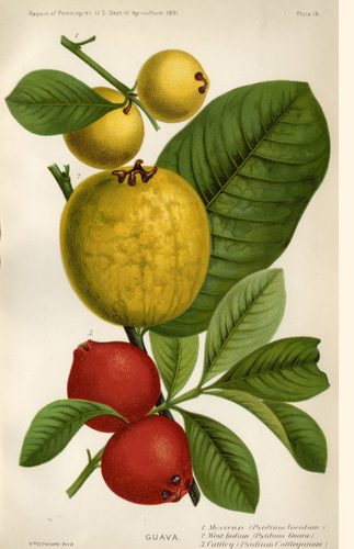Illustration of Mexican, West Indian, and Cattley guavas