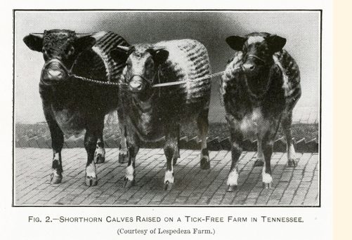 Three shorthorn calves raised on a tick-free farm in Tennessee