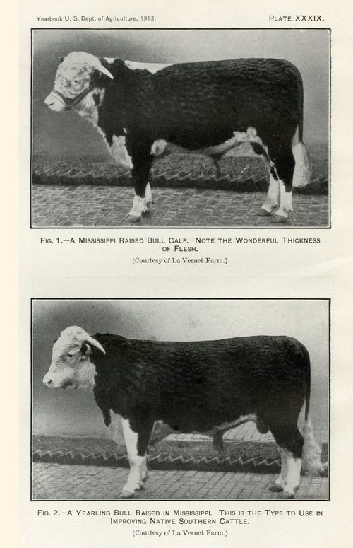 Images of two Mississippi-raised bulls