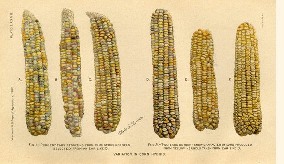 Plate LXXVII. Variation in Corn Hybrid