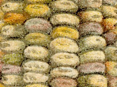 Close up of corn kernels