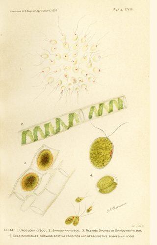Algae Illustration