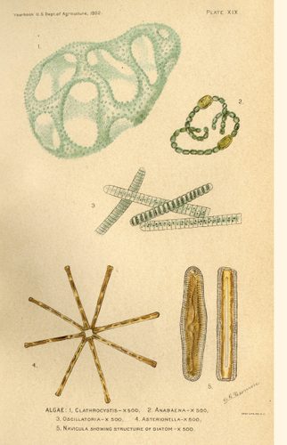 Algae Illustration