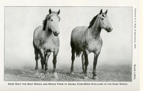 Image of two pure-bred stallions