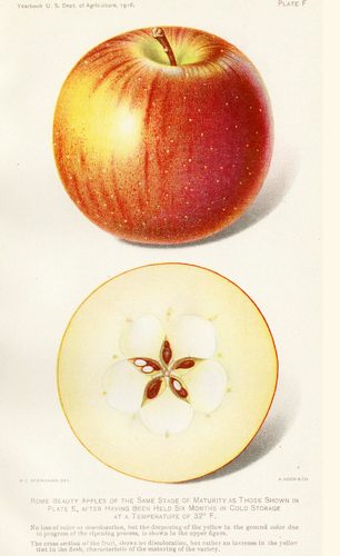 Whole and cross section of Rome Beauty Apples