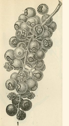 Anthracnose Fungus Illustration