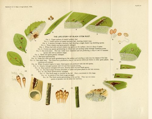 Diagram Showing the Life Story of Black Stem Rust