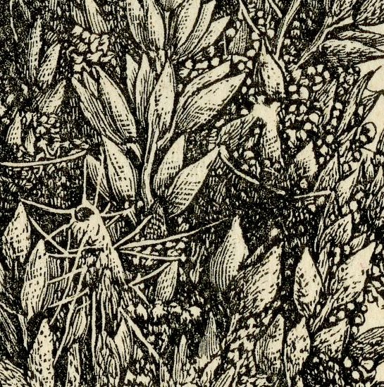 Plate XI A Head of Chicken Corn Showing the Ravages of the Insect