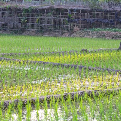 rice field in Bangladesh