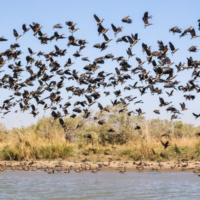 Flock of Birds Taking Flight, Senegal