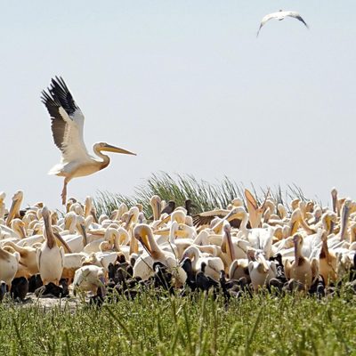 birds in Senegal