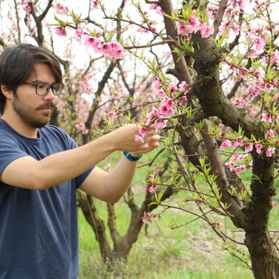 Blossom Pruning
