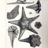 North American Starfishes