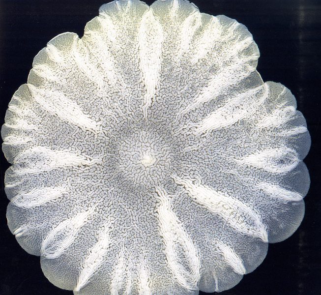 Yeast Flower