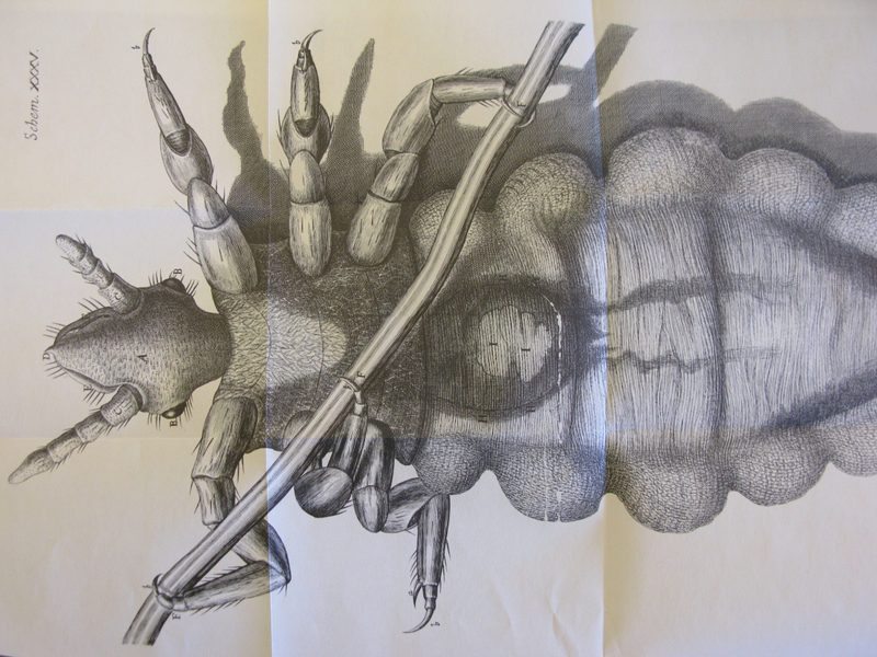 Schem XXXV - Micrographia