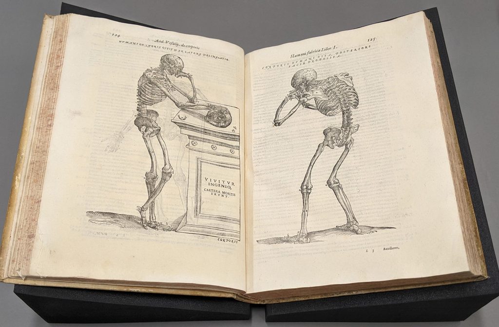 Skeletons in Vesalius' Anatomia