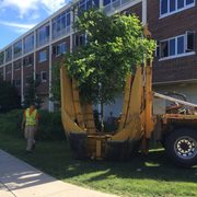 Trees along the west side of Myers hall were relocated to various spots around campus.