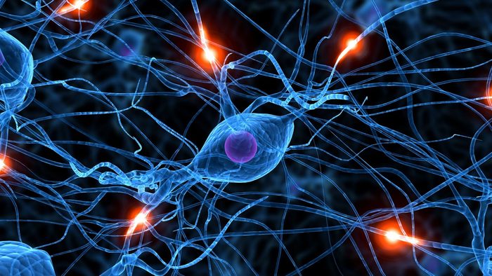 Brain Synapses