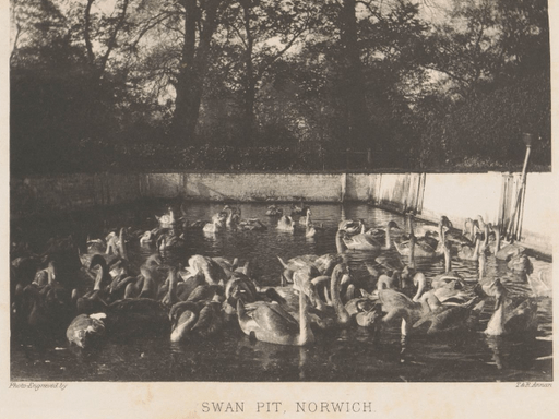 Swan Pit, Norwich