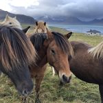 Icelandic horses in the Westfjords