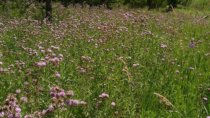 Pink flowers against a field of grass.