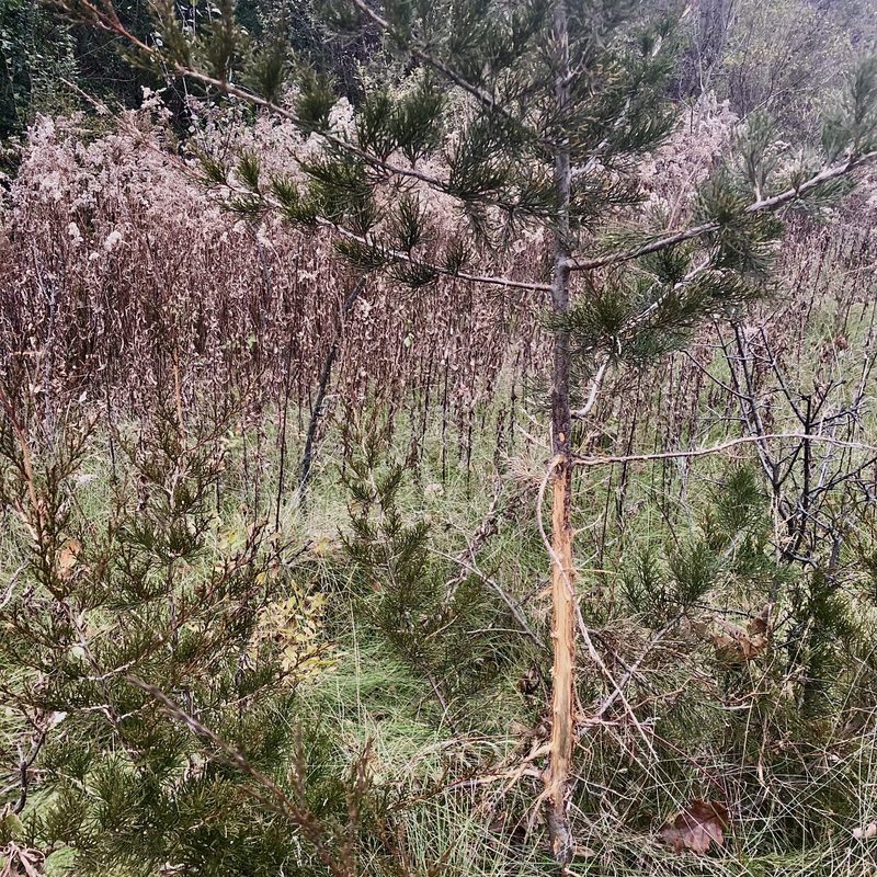 In a Rut: Signs of White-tailed Deer Mating Season – Cowling Arboretum ...