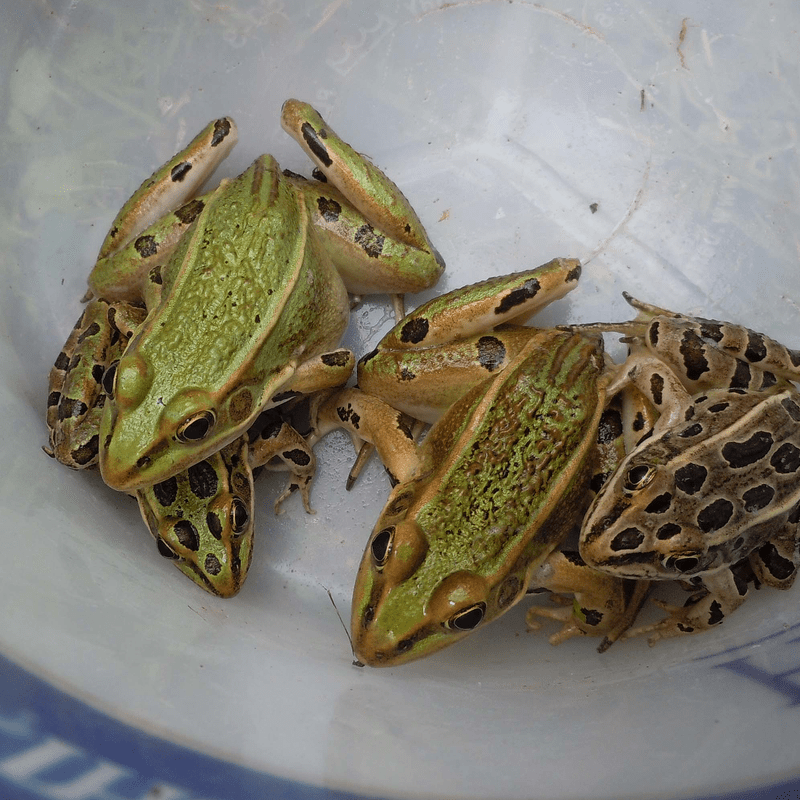 Northern Leopard Frog (Rana pipiens) Cowling Arboretum Carleton College