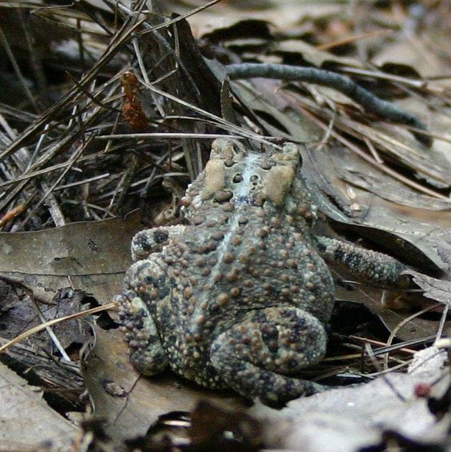 American Toad Anaxyrus Americanus Cowling Arboretum Carleton College
