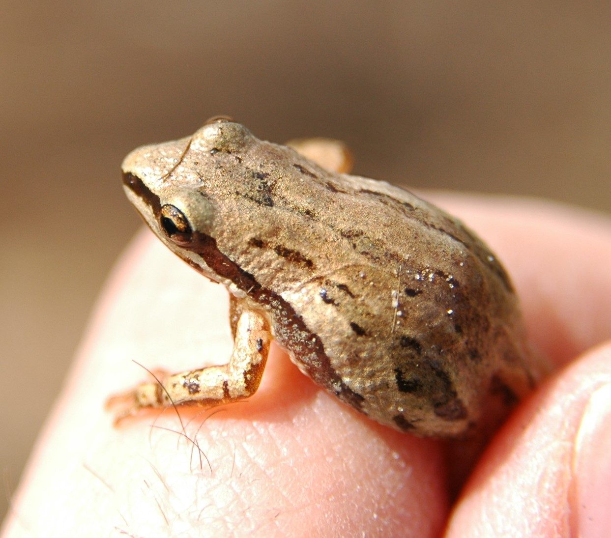 Western Chorus Frog (Pseudacris Triseriata) – Cowling Arboretum ...