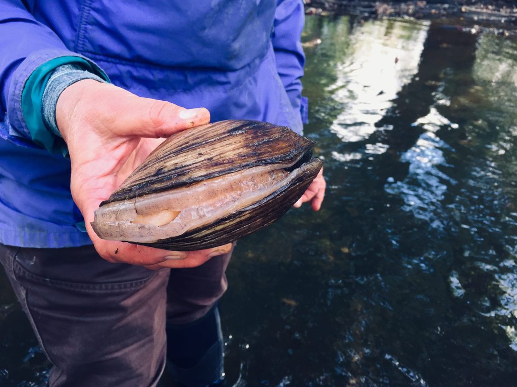 Nancy Braker holds up a freshwater mussel showing off its slimy foot in the lower Arb.