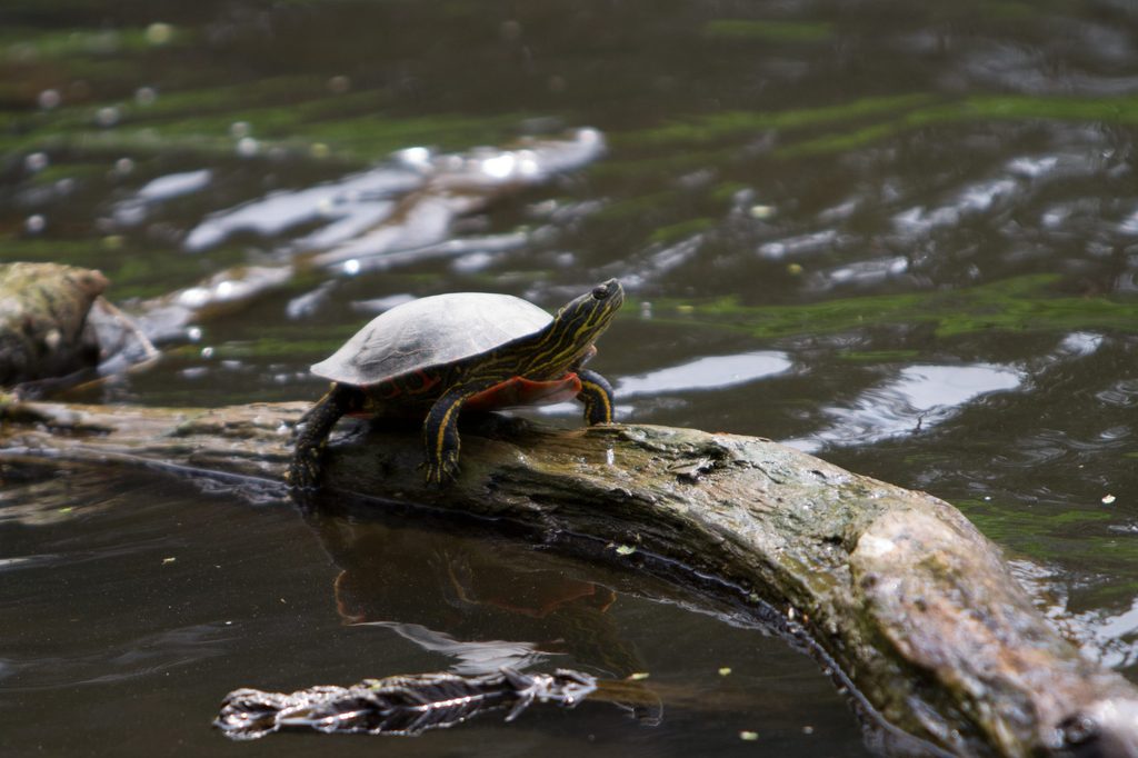 A painted turtle sunning on a log by the river.