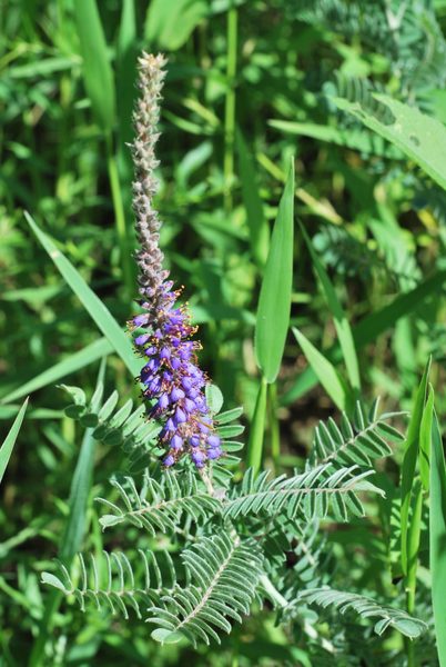 Leadplant
