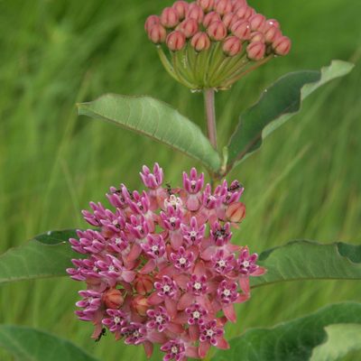 Common Milkweed