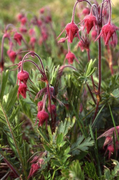 Prairie Smoke