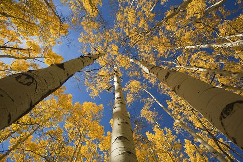 Aspen